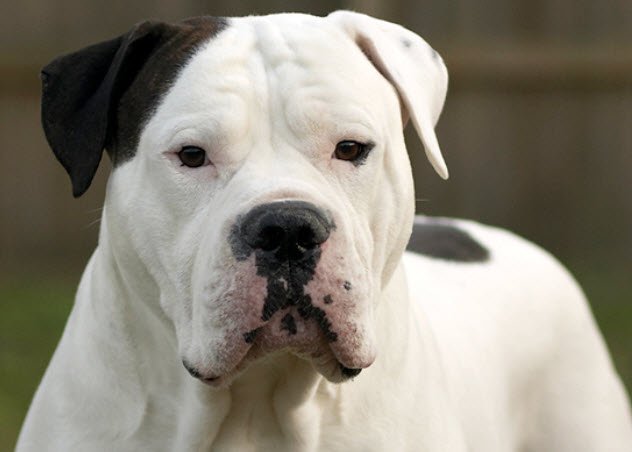 American Bulldog Overview