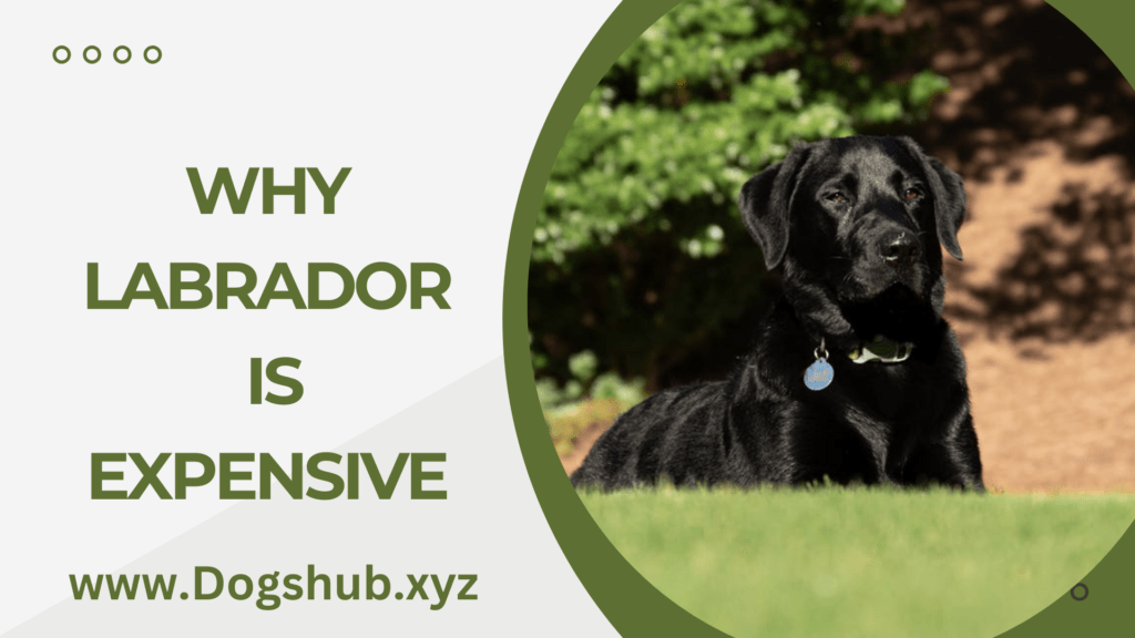 Why Labrador is Expensive