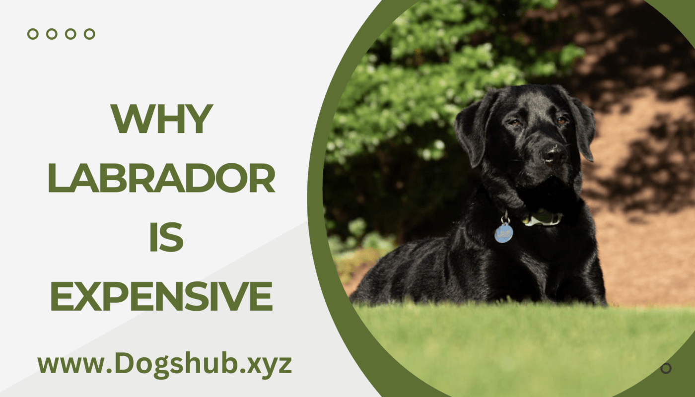 Why Labrador is Expensive