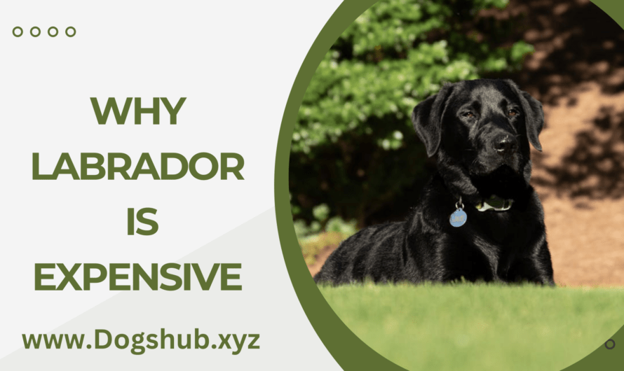 Why Labrador is Expensive