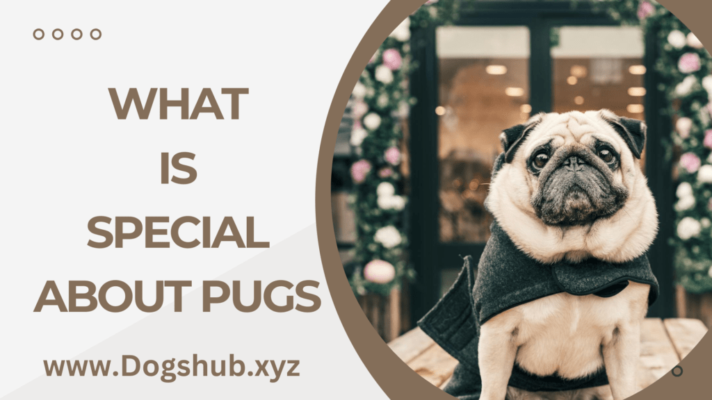 What is Special About Pugs