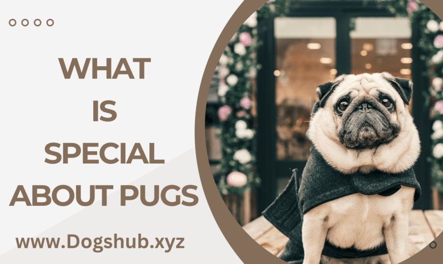 What is Special About Pugs