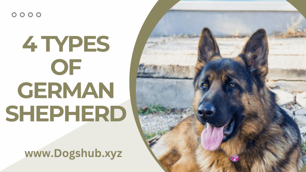 4 Types of German Shepherd