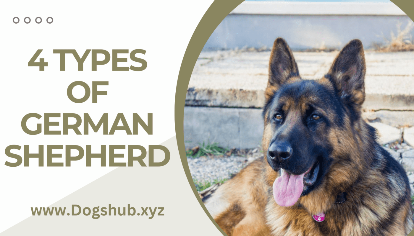 4 Types of German Shepherd