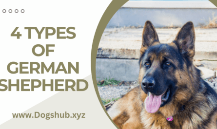 4 Types of German Shepherd