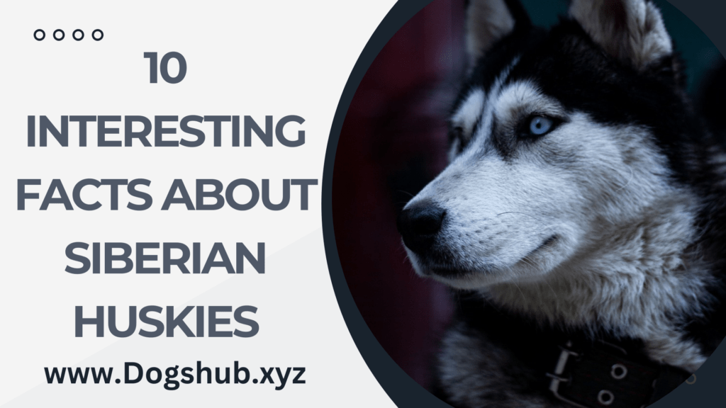 10 Interesting Facts About Siberian Huskies