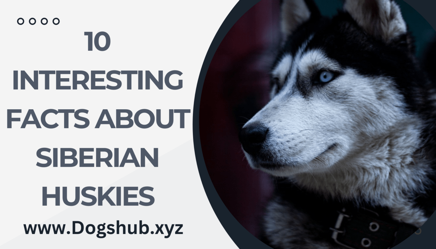 10 Interesting Facts About Siberian Huskies