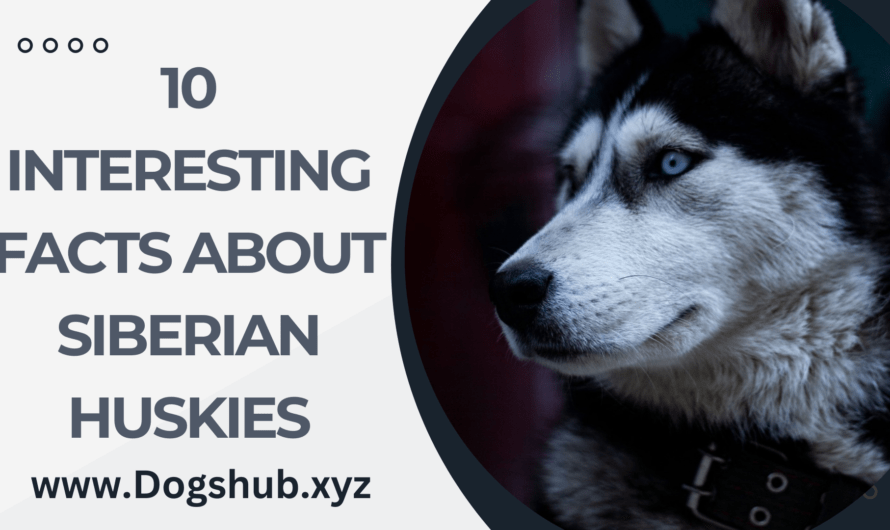 10 Interesting Facts About Siberian Huskies