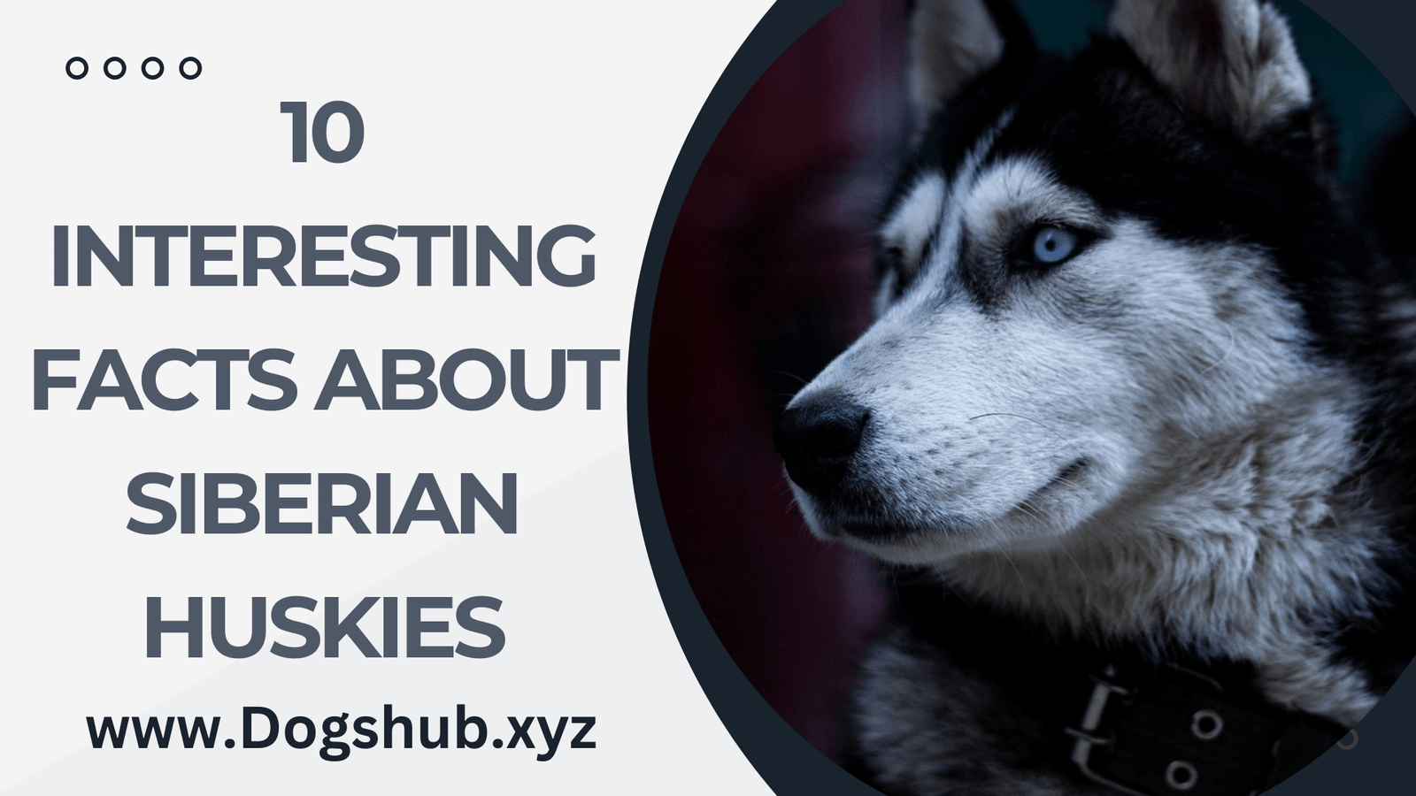 10 Interesting Facts About Siberian Huskies - dogshub.xyz