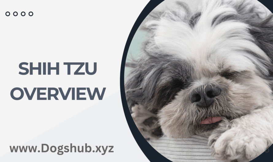 Shih Tzu Overview