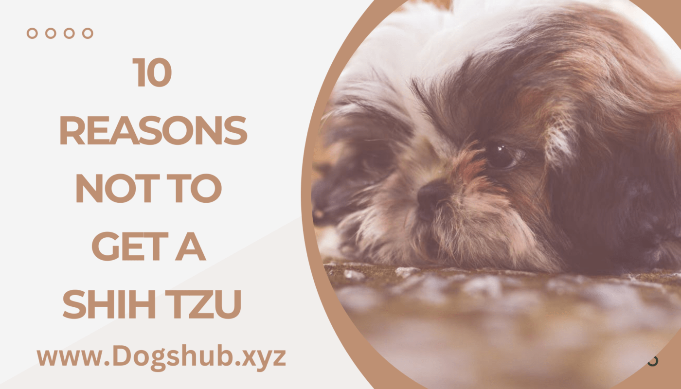 10 Reasons not to Get a Shih Tzu