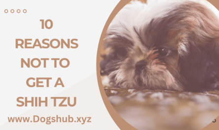 10 Reasons not to Get a Shih Tzu