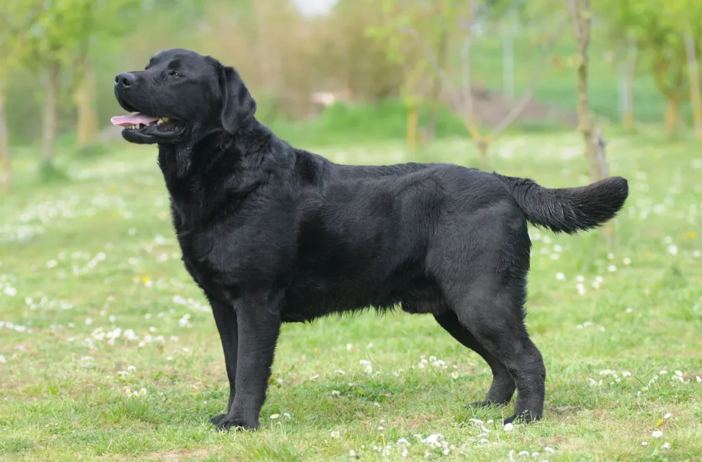 10 Facts About Black Labrador