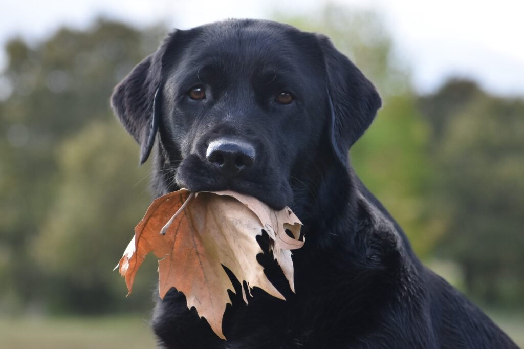 10 Facts About Black Labrador