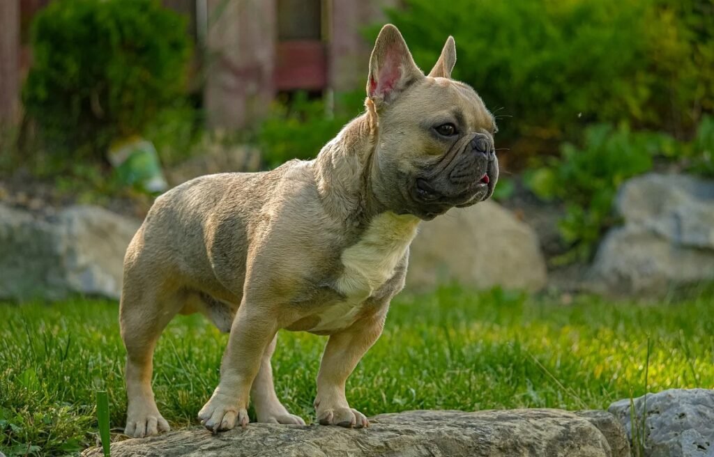 Which French Bulldog Is Most Expensive