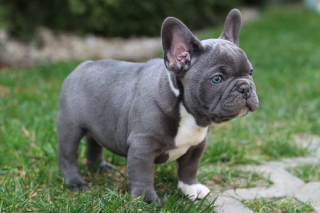 Which French Bulldog Is Most Expensive