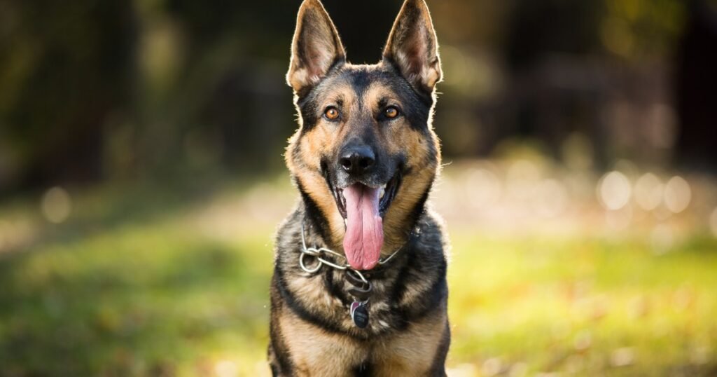 German Shepherd Temperament