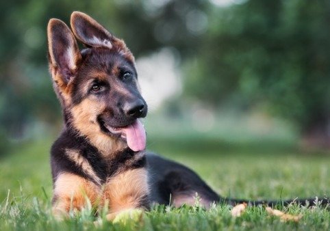 German Shepherd Temperament