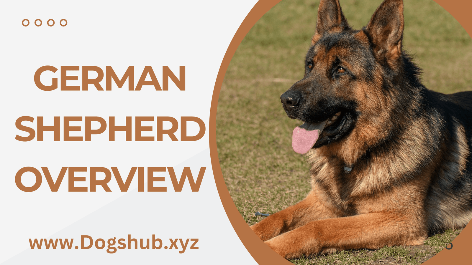 German Shepherd Overview