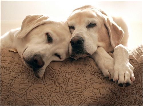 Labrador Male And Female Difference