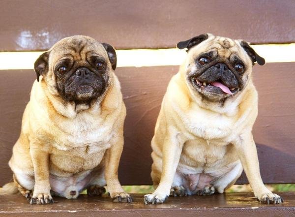 Pug Male And Female Differences