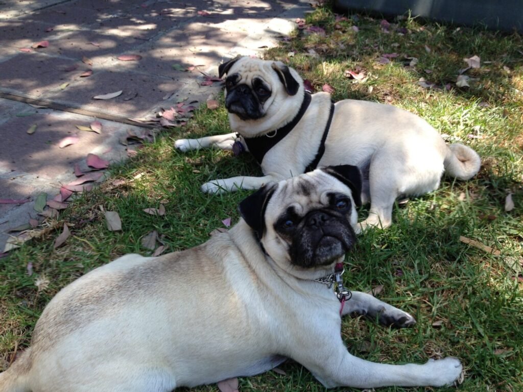 Pug Male And Female Differences