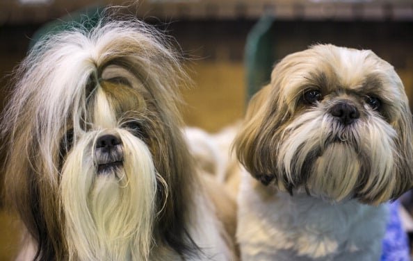 Which Shih Tzu Is Better Male Or Female