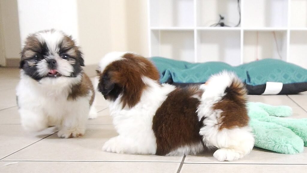 Which Shih Tzu Is Better Male Or Female