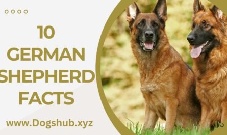 10 German Shepherd Facts