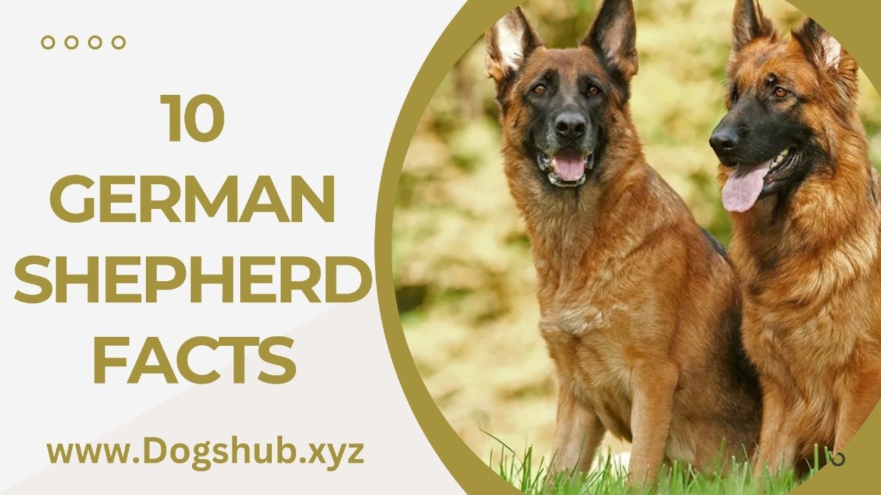 10 German Shepherd Facts