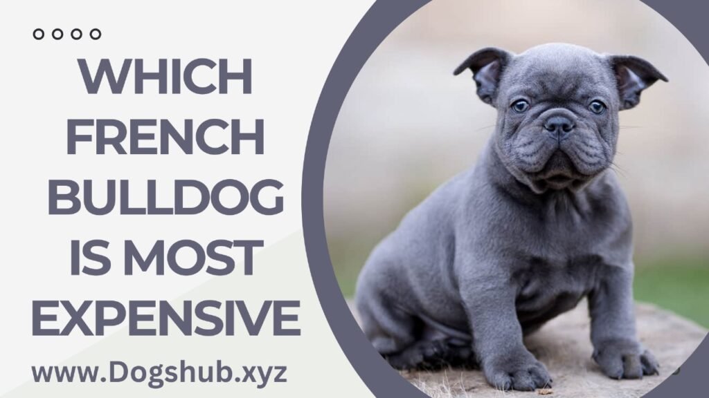 Which French Bulldog Is Most Expensive