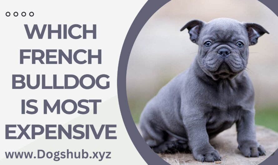 Which French Bulldog Is Most Expensive