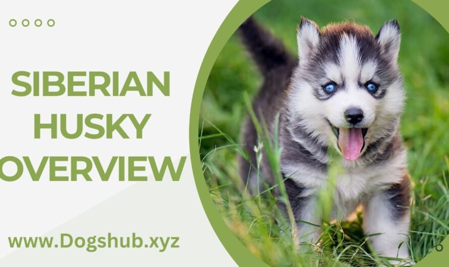 Siberian Husky Overview