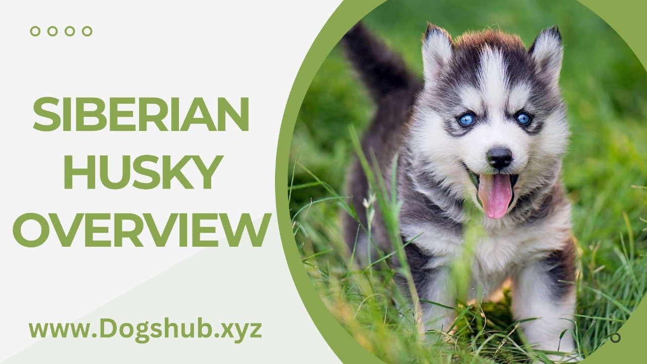 Siberian Husky Overview