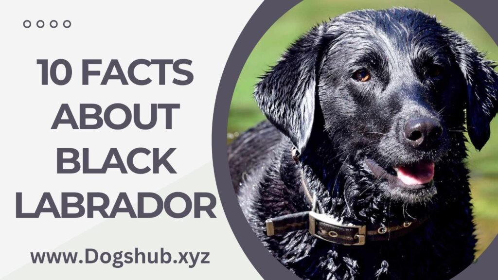 10 Facts About Black Labrador