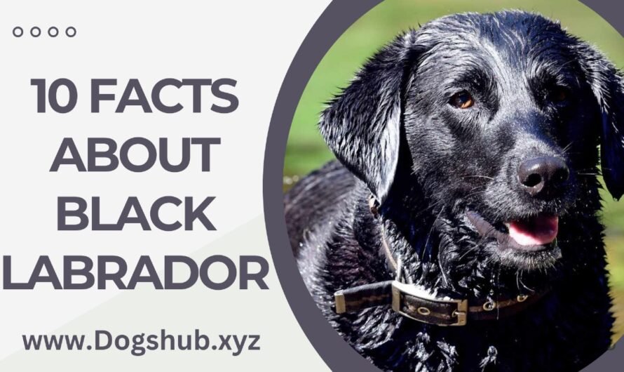 10 Facts About Black Labrador