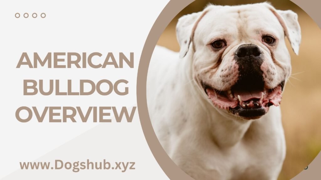 American Bulldog Overview