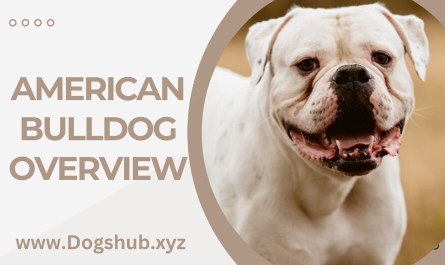 American Bulldog Overview
