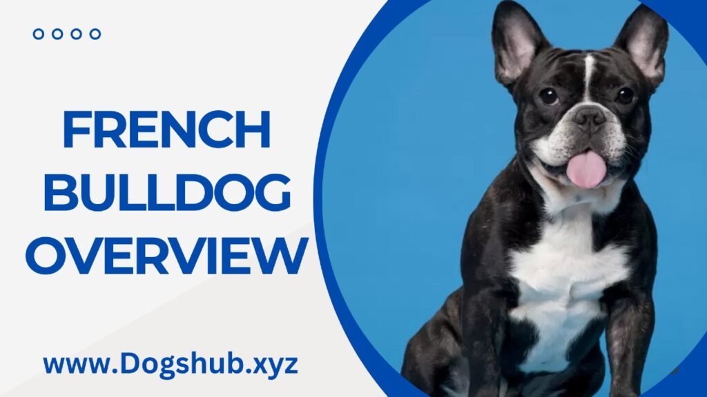 French Bulldog Overview