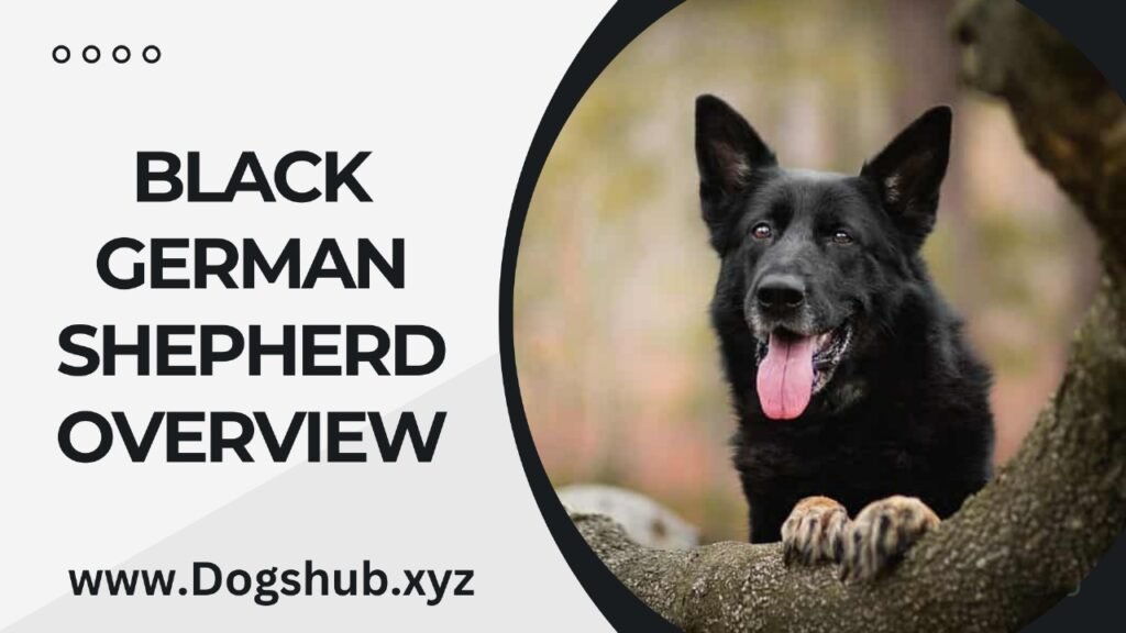 Black German Shepherd Overview