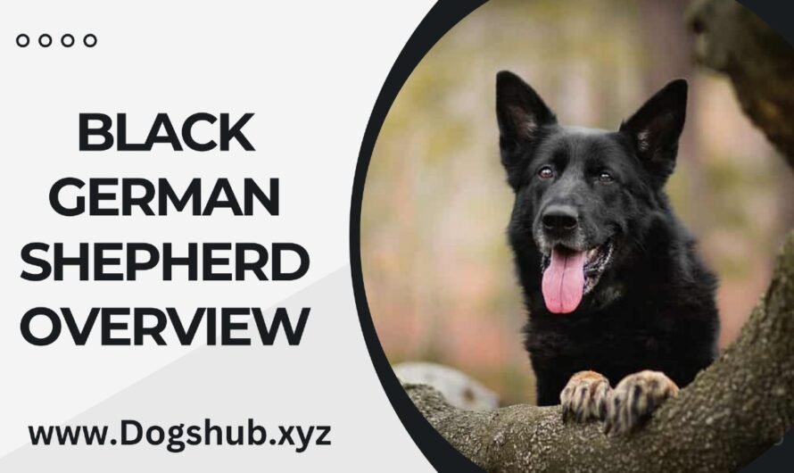 Black German Shepherd Overview