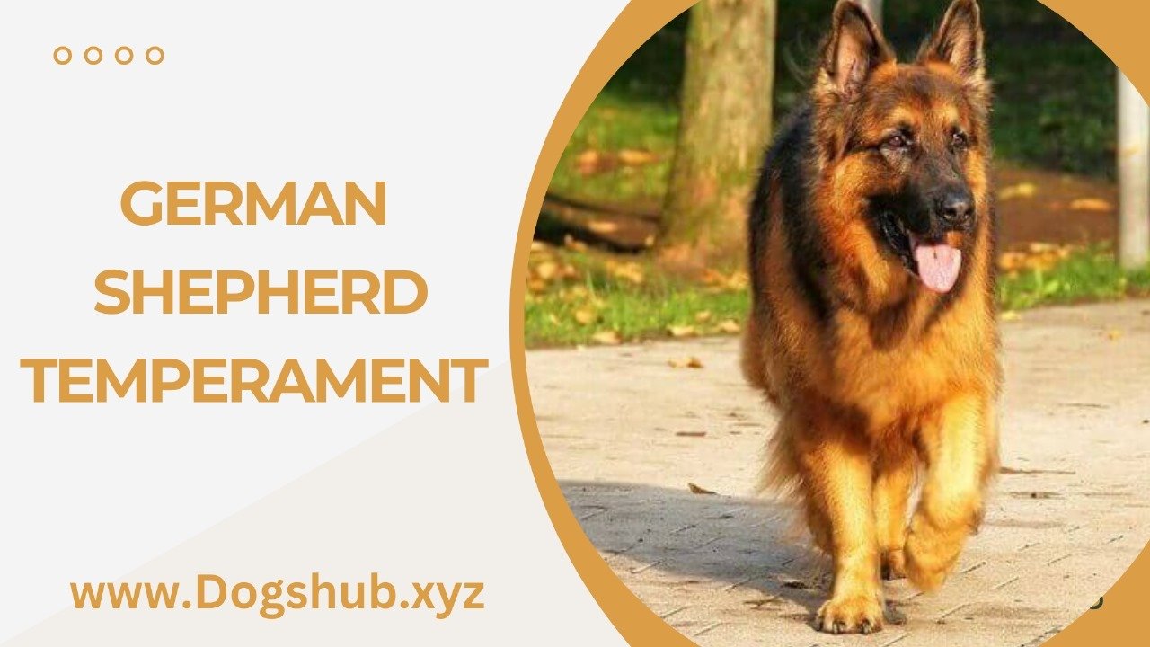 German Shepherd Temperament