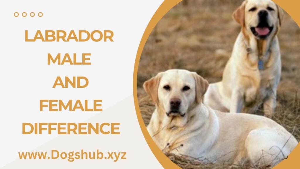 Labrador Male And Female Difference