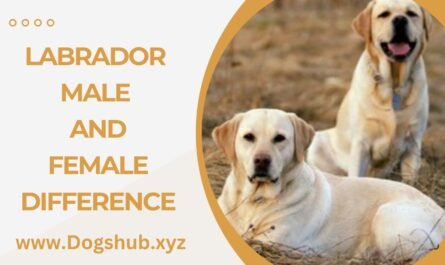 Labrador Male And Female Difference