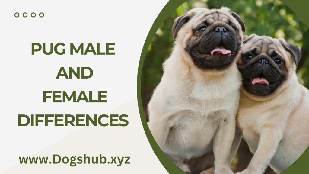 Pug Male And Female Differences