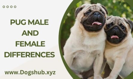 Pug Male And Female Differences