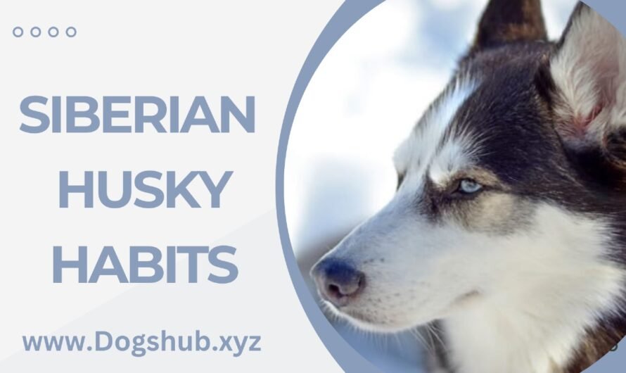 Siberian Husky Habits