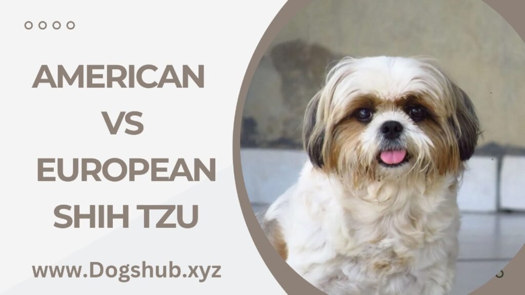 American Vs European Shih Tzu