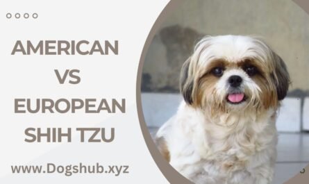 American Vs European Shih Tzu