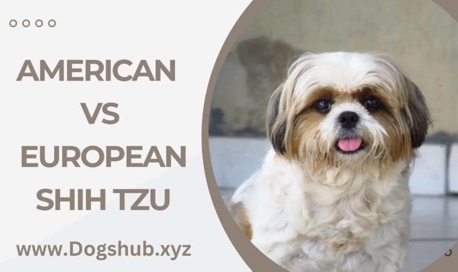 American Vs European Shih Tzu